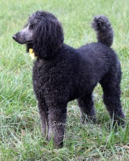 "Kira" Sunridge Unforgettably Elegant Princess, a blue female Standard Poodle