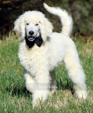 Baki, a white male Standard Poodle puppy for sale