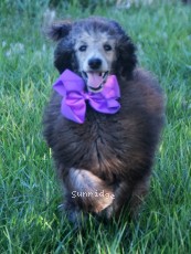 Zita, a silver female Standard Poodle puppy for sale