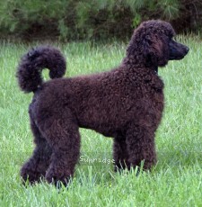 Brody, a blue male Standard Poodle puppy