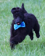 Baldwin, a blue male Standard Poodle for sale