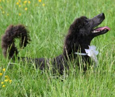 Lacey Lynn, a blue female Standard Poodle