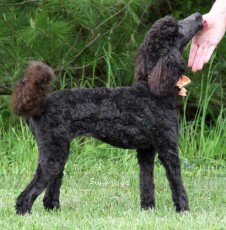 Ophelia, a blue female Standard Poodle for sale