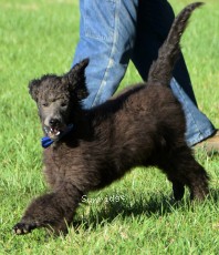 Blackwell, a blue male young adult Standard Poodle for sale
