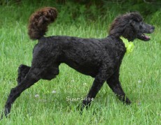 Gina, a blue female young adult Standard Poodle for sale