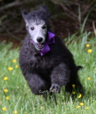 Phoebe, a silver female Standard Poodle puppy for sale