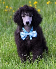 Bolivar, a silver male Standard Poodle puppy for sale
