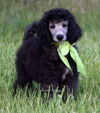 Grainger, an abstract silver male young adult Standard Poodle for sale