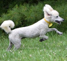 Yogi, a white male young adult Standard Poodle