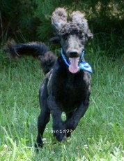 Baldwin, a blue male young adult Standard Poodle for sale