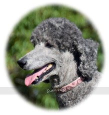 "Porcha" Sunridge Crystal Princess, a silver female Standard Poodle