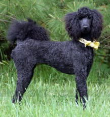 "Kyra" Sunridge Unforgettable Moonlight Princess, a black female Standard Poodle