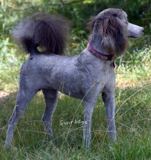 "Payton" Sunridge Unforgettable Midnight Dreamz, a silver female Standard Poodle