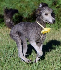 "Pria (Yvette)" Sunridge Midnight Piper, a silver female Standard Poodle