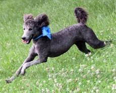 "Zita (Loretta)" Sunridge Knight's Dreamz of Silver, a silver female Standard Poodle