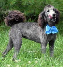 "Zita (Loretta)" Sunridge Knight's Dreamz of Silver, a silver female Standard Poodle