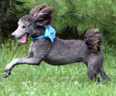 "Zita" Sunridge Knight's Dreamz of Silver, a silver female Standard Poodle for sale