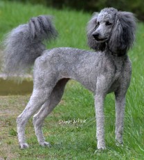 "Trance" Sunridge Vision of a Twilight Princess, a silver female Standard Poodle