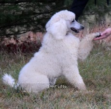 Toulouse, a white male Standard Poodle