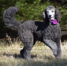 Orianna, a silver female young adult Standard Poodle