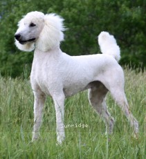 "Dexter" Sunridge Moonlight Dream Maker, a white male Standard Poodle