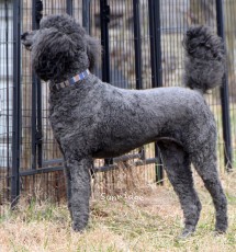 "Pascale" Sunridge Unforgettable Dreamz of Paris, a blue female Standard Poodle