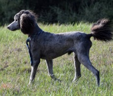Blare, a silver male young adult Standard Poodle for sale