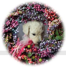 Lyla, a white female young adult Standard Poodle