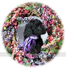 "Desarae" Sunridge Dymonds In The Sky, a silver female young adult Standard Poodle