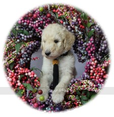 Sunny, a cream male young adult Standard Poodle