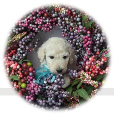 Lennox, a white female young adult Standard Poodle