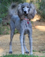 "Perle" Sunridge Piper's Perle Skye, a silver female Standard Poodle