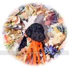 Elsa, a silver female young adult Standard Poodle