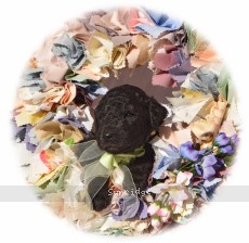 Dino, a silver male young adult Standard Poodle