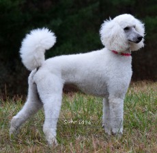 Rayna, a white female Standard Poodle