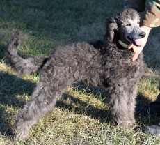 Goose, a silver male young adult Standard Poodle