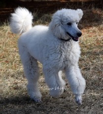 Rufus, a white male young adult Standard Poodle