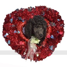 "Grady" Sunridge Midnight Blue Warrior, a blue male Standard Poodle puppy for sale