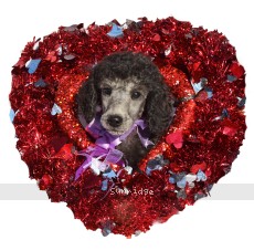 Dublin, a silver male Standard Poodle puppy