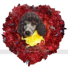 Yasmin, a silver female Standard Poodle puppy for sale