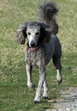 "Orianna" Sunridge Princess Of The Midnight Sky, a silver female Standard Poodle