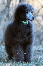 Grover, a silver male young adult Standard Poodle