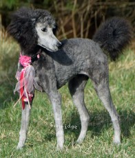 Philomena, a silver female young adult Standard Poodle