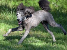 Brigadier "Briggs", a silver male young adult Standard Poodle
