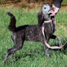 Panna, a silver female young adult Standard Poodle