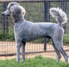 "Asher" Mithril Asher In The Sky, a silver male Standard Poodle