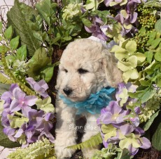 Mythri, a white female Standard Poodle puppy