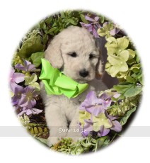 Gregory, a white male Standard Poodle puppy for sale