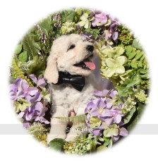 Braedon, a white male Standard Poodle puppy