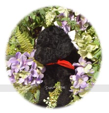Rueben, a silver male Standard Poodle puppy for sale